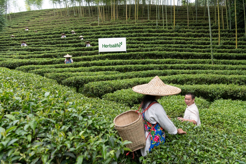 Día internacional del Té: Descubre sus beneficios